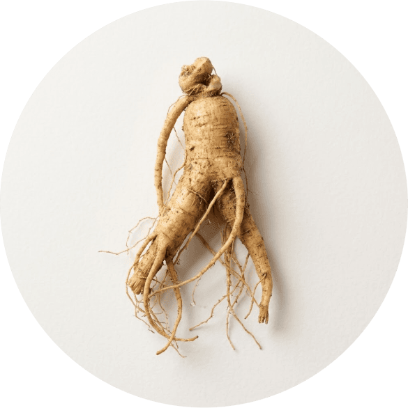 Ginseng