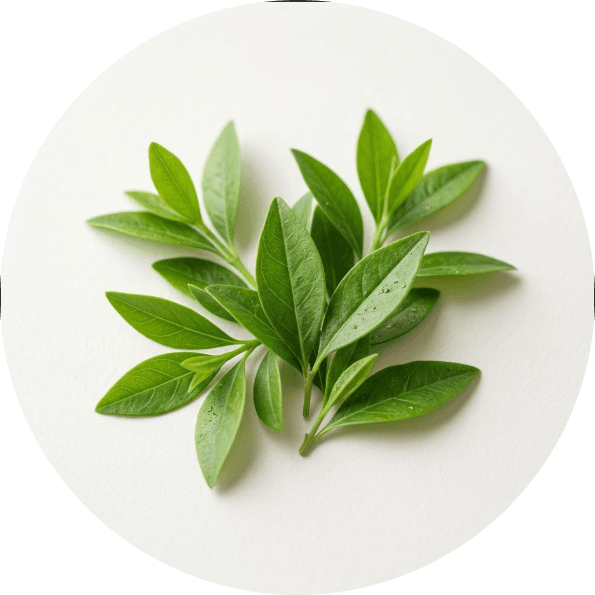 Henna Leaves
